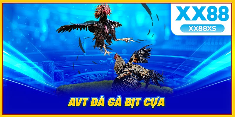 Đá gà bịt cựa